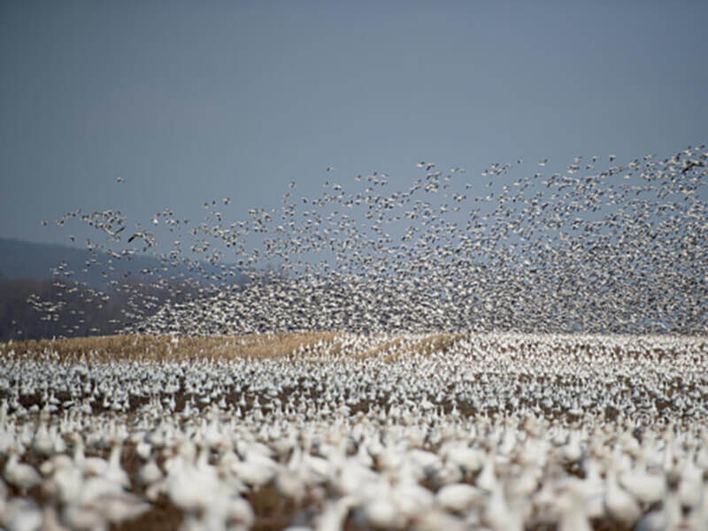 seagulls season