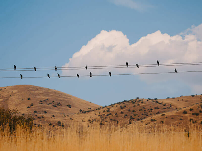 Birds sitting on the wires